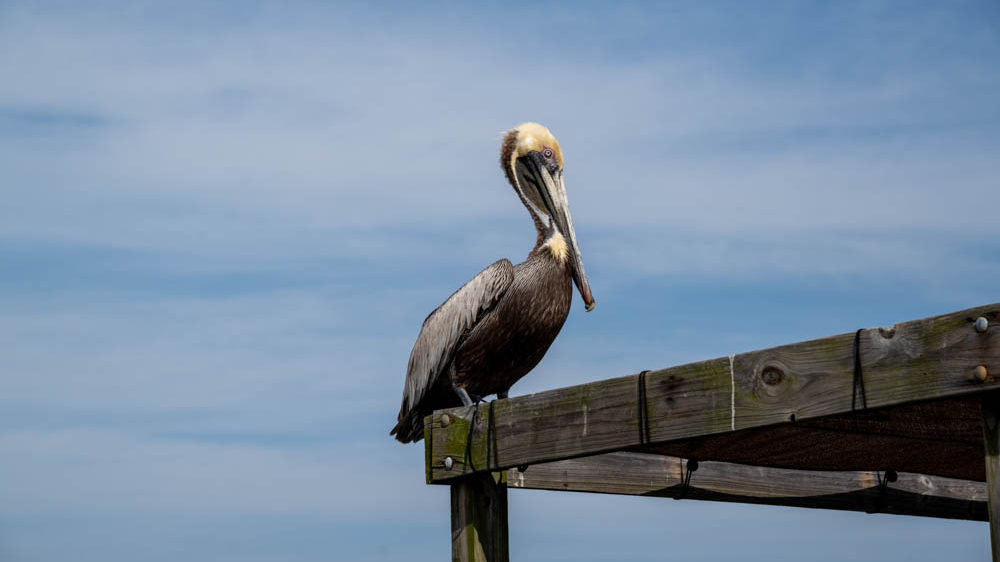 pelican at cedar key cover photo